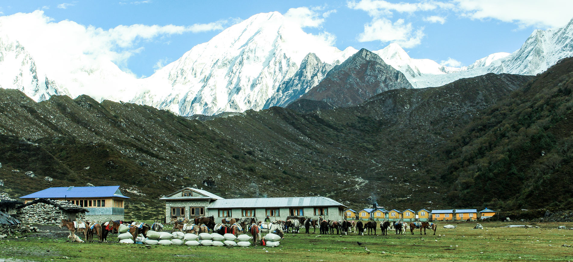 mountain and animals