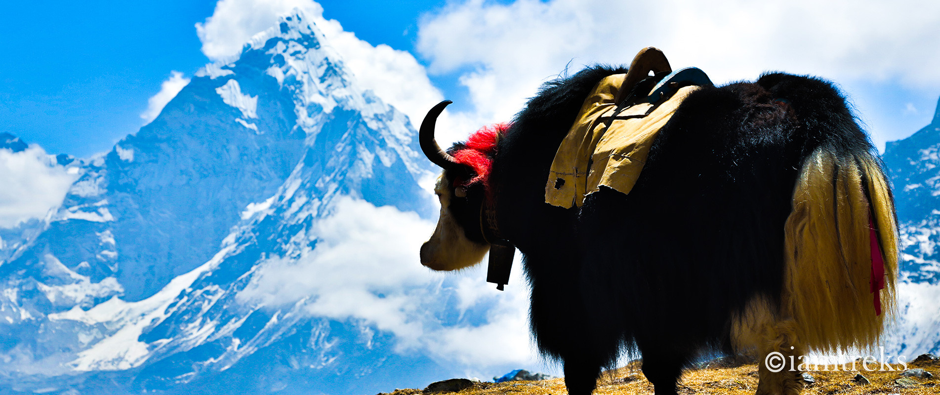 Yak infront of Mount Ama Dablam's north face in the Everest region of Nepal